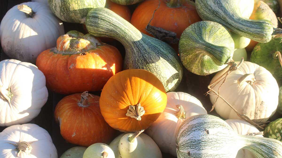 Pumpkins and their cousins in the gourd family