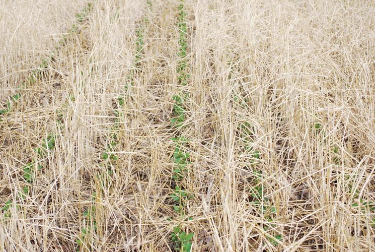 Soybeans peek beneath rye stubble