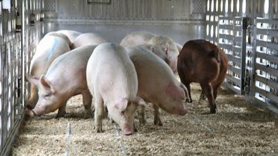 Pigs on transport