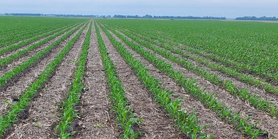 Corn develops in southeast