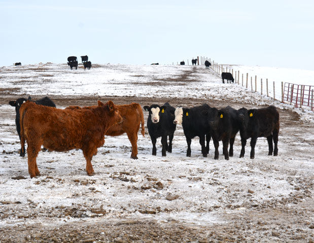 Winter cattle