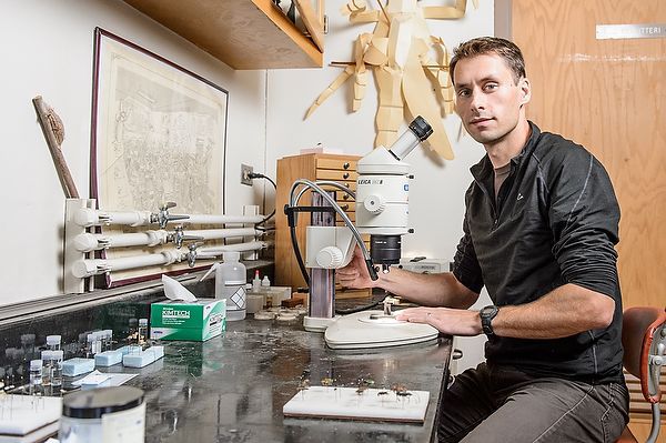 Liesch works with bees, other insects