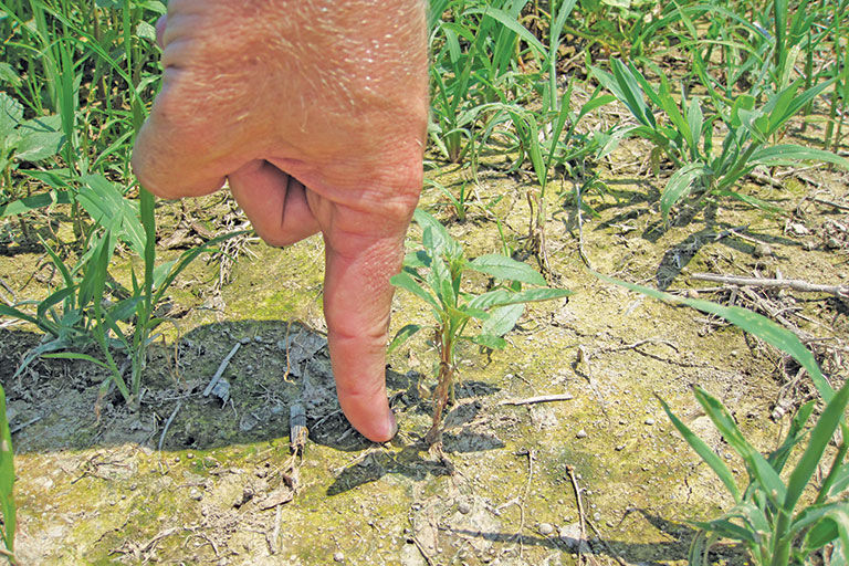 Experts Describe Ways To Optimize Post Emergence Herbicides Crops Agupdate Com