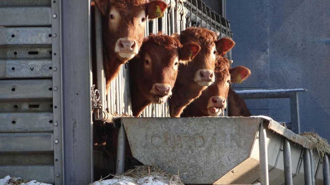 cattle at feed bunker