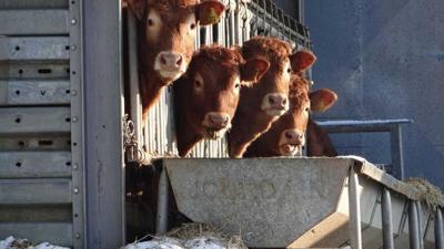 cattle at feed bunker