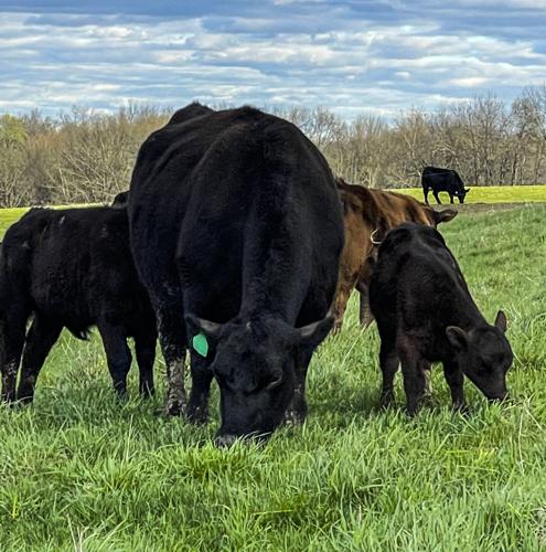 Cows and calves grazing