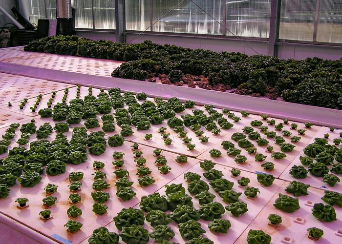 Aquaponics