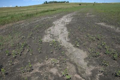 Flood cover crop