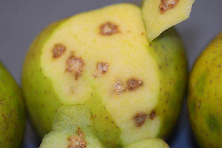 Corky brown spots made by brown marmorated stink bugs