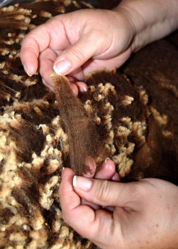 Shetland wool fiber sample