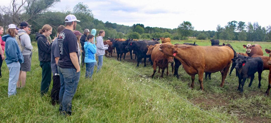 Students with beef cattle