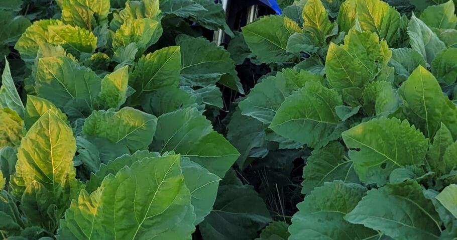 Bocks receive timely moisture as heat wave arrives