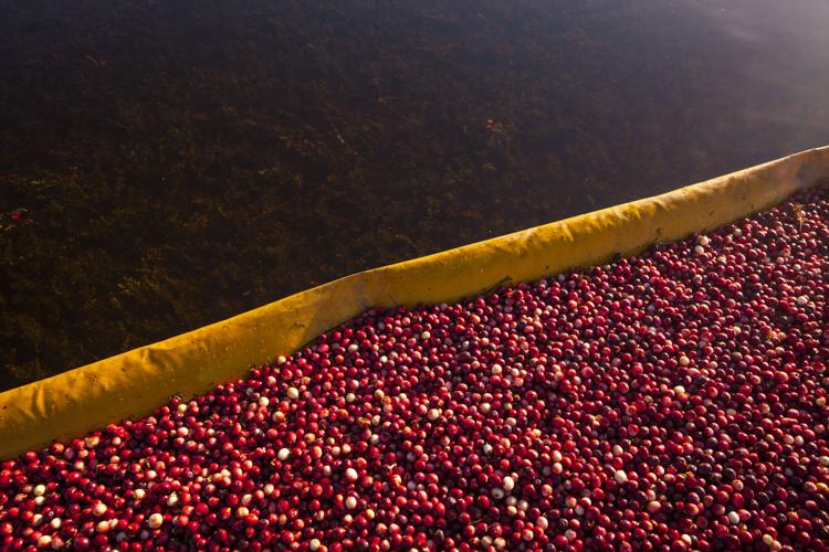 20140926_Cranberry_039.JPG