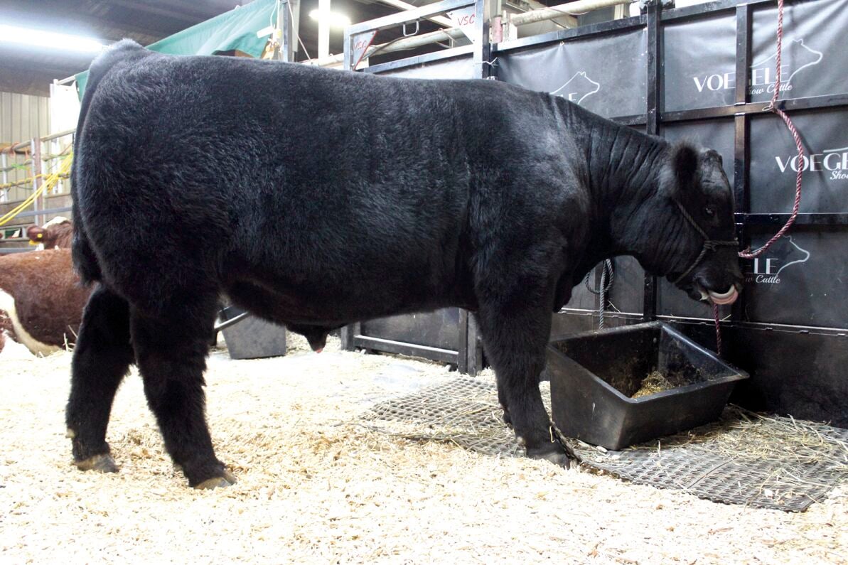 Charolais bull, Angus heifer take Supreme Row in Sioux Falls