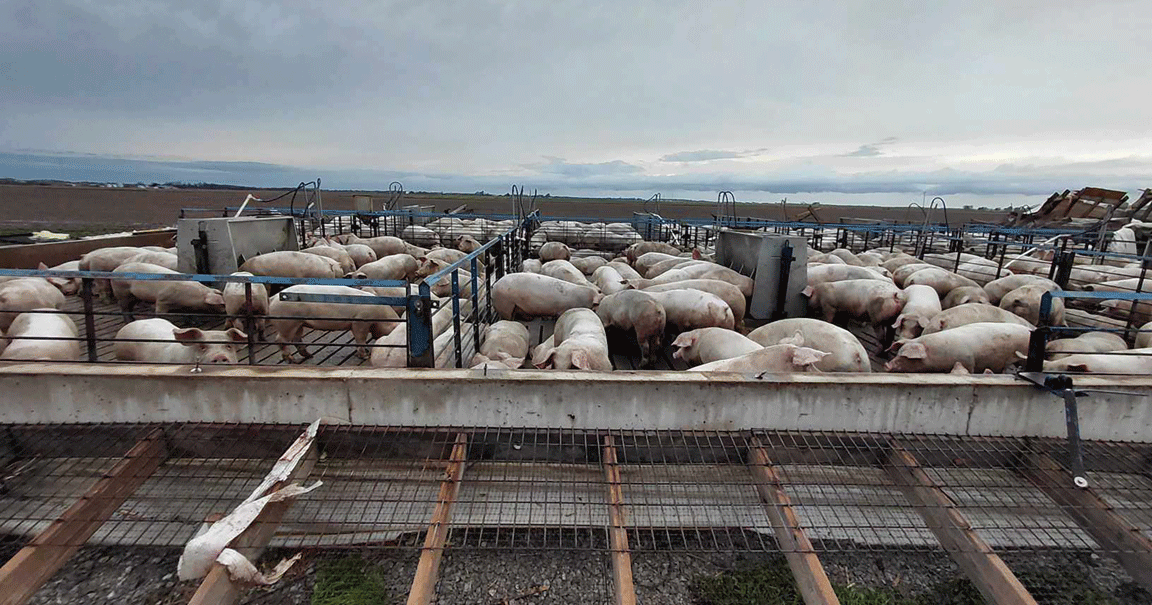pig-shed-damage2.gif