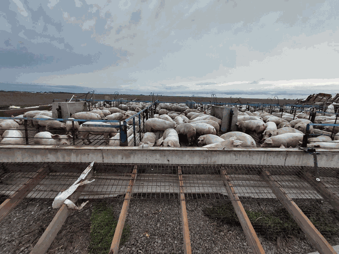 pig-shed-damage2.gif