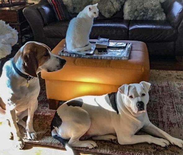 Candid Canine Corner