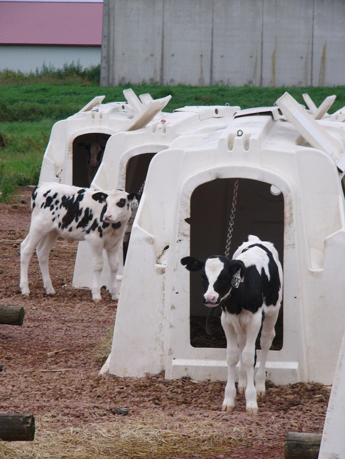 Automation Edging Out Traditional Feeding Agupdate Com