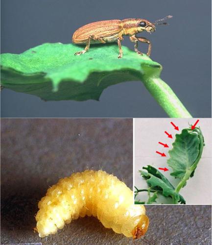Pea leaf weevil