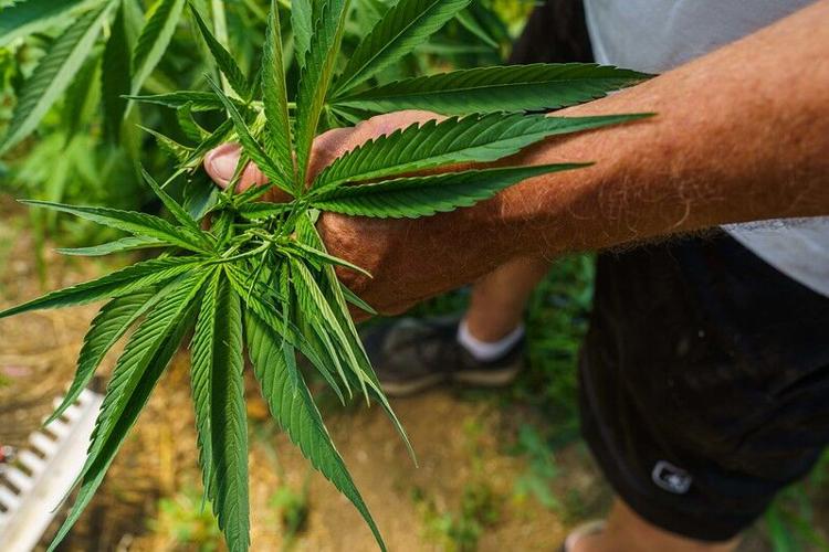Cannabis plants