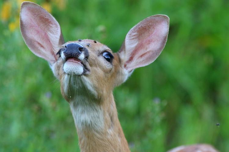 Deer doe