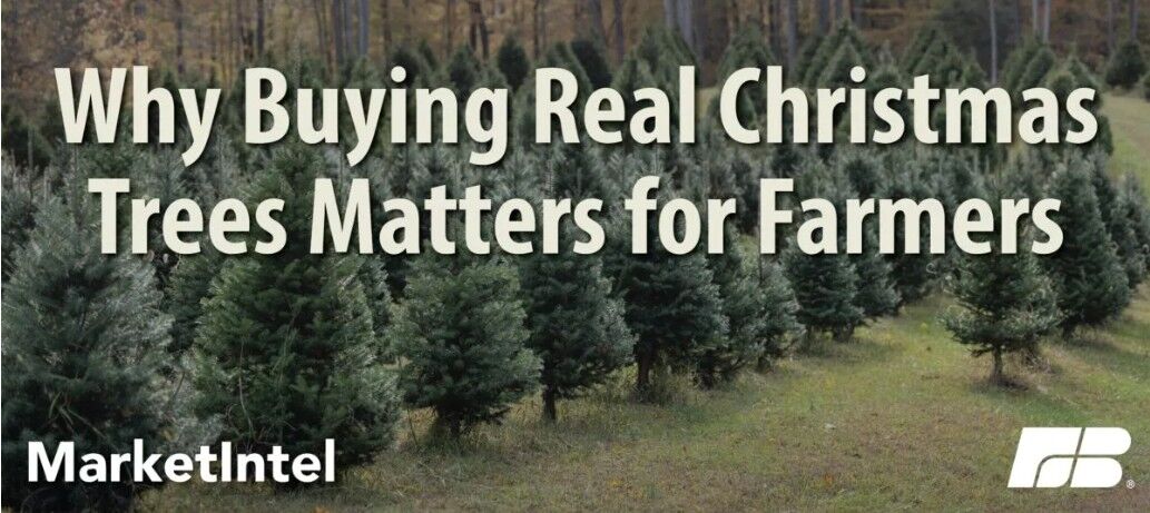 Real Christmas trees
