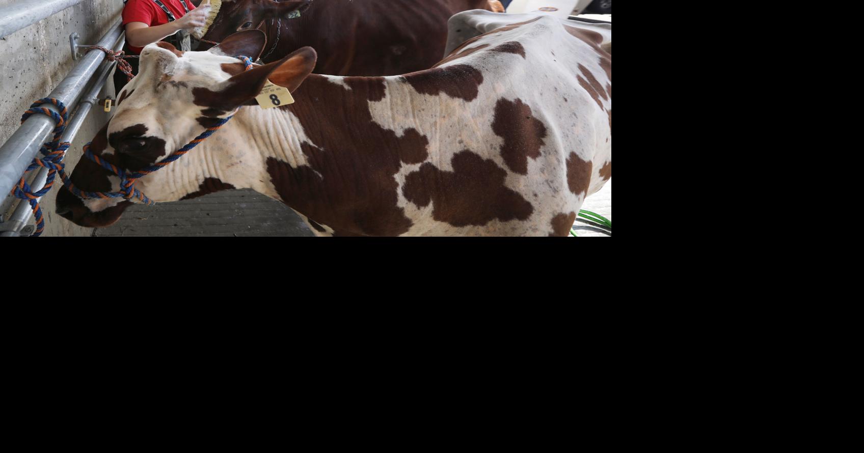 Photos World Dairy Expo at Alliant Energy Center