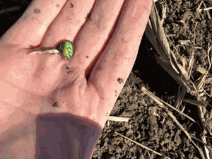 Snapshot of the Season - soybean seed