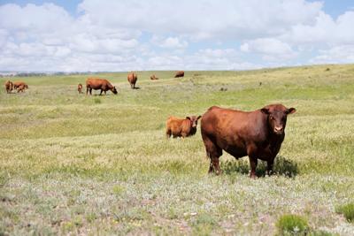 A-Frank Cattle