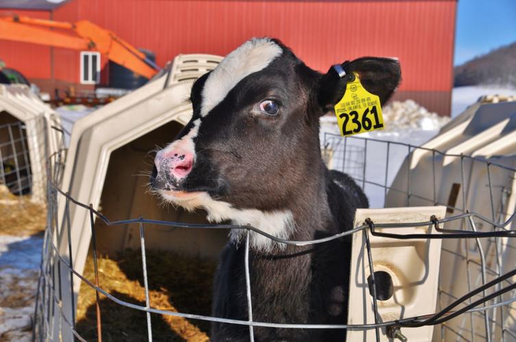 Holstein calf in hutch