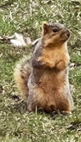 Squirrel
