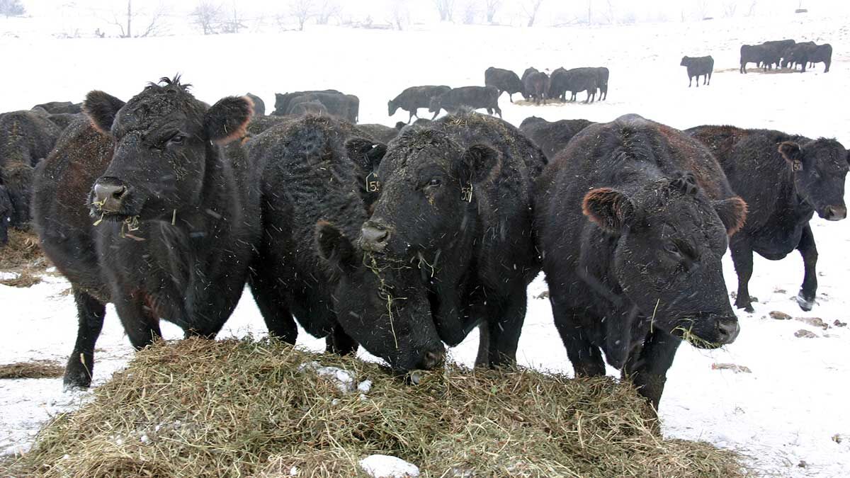 Winter cattle feeding