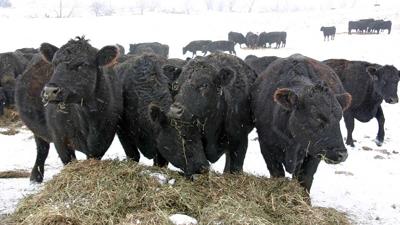 Winter cattle feeding
