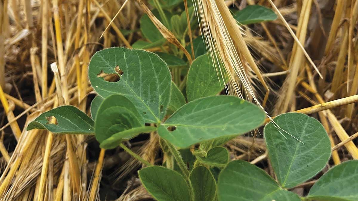 Soybeans grow in terminated rye grass