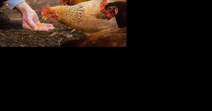 Research started to improve poultry health, egg yolk pigmentation - Vimarsana News