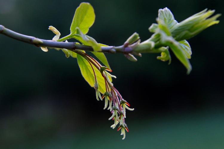Boxelder blooms
