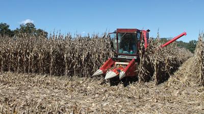 MU research corn test plot harvest