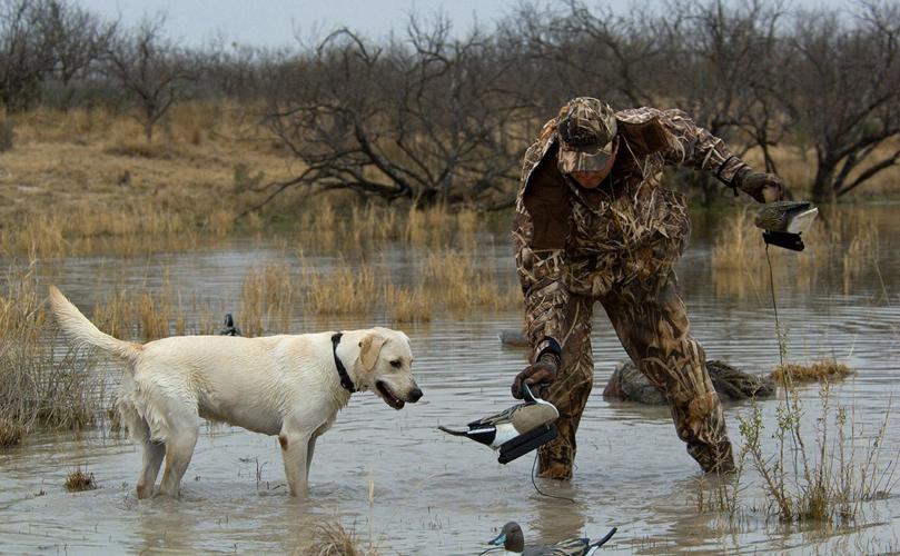 Hunter with dog picks up bird