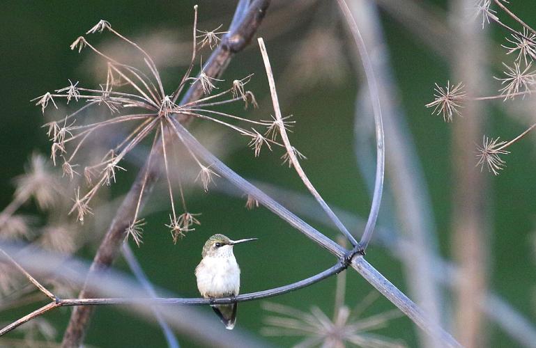 Bird