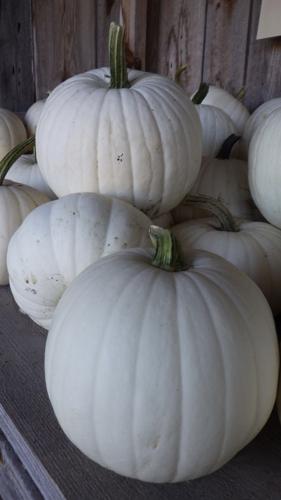 Pumpkins