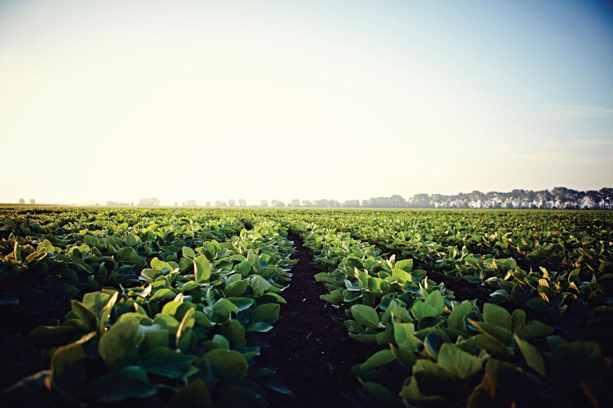 Asgrow Soybeans