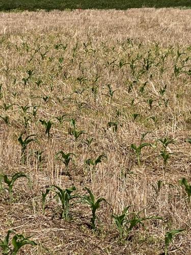 Corn