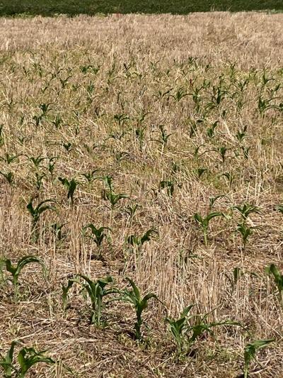 Corn