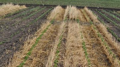 Soybeans planted into a cereal rye cover crop