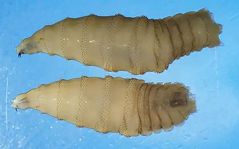 Screwworm maggots