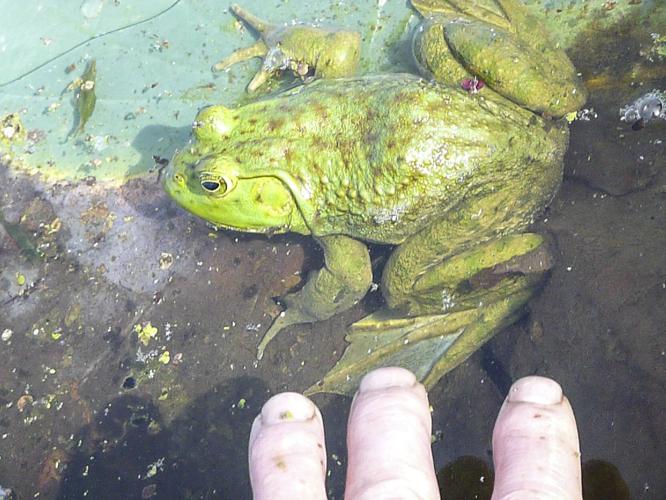 Bullfrog