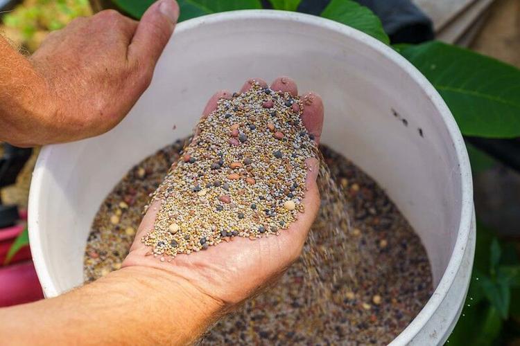 Cover crop seed mix