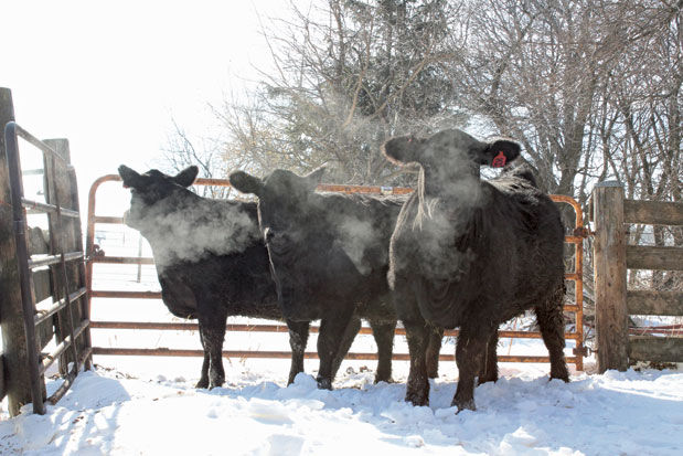 Farm Show heifers