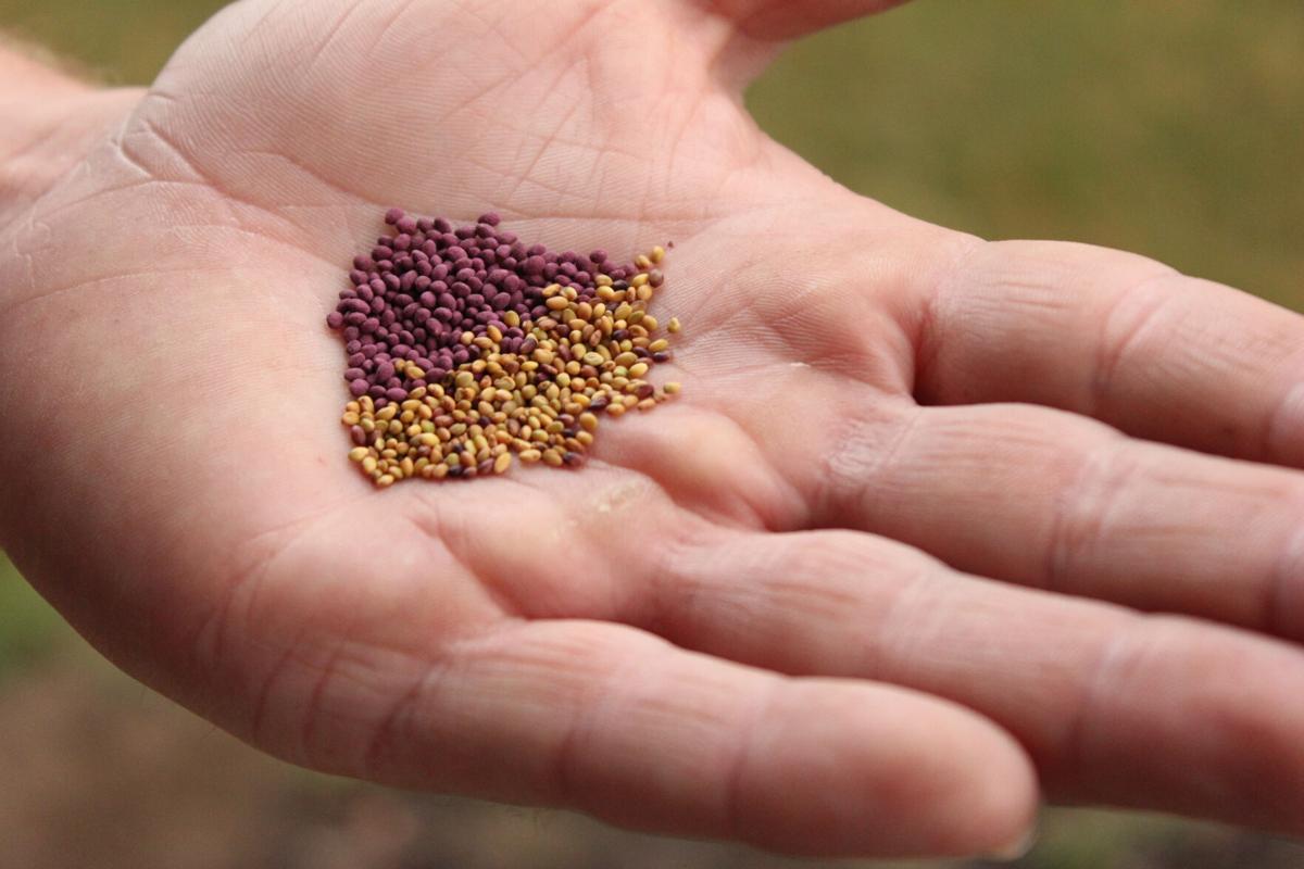 When planting cover crops in the fall, look for quality seed that’s had a purity test for weed seed. Choose varieties that will work best in your local area.