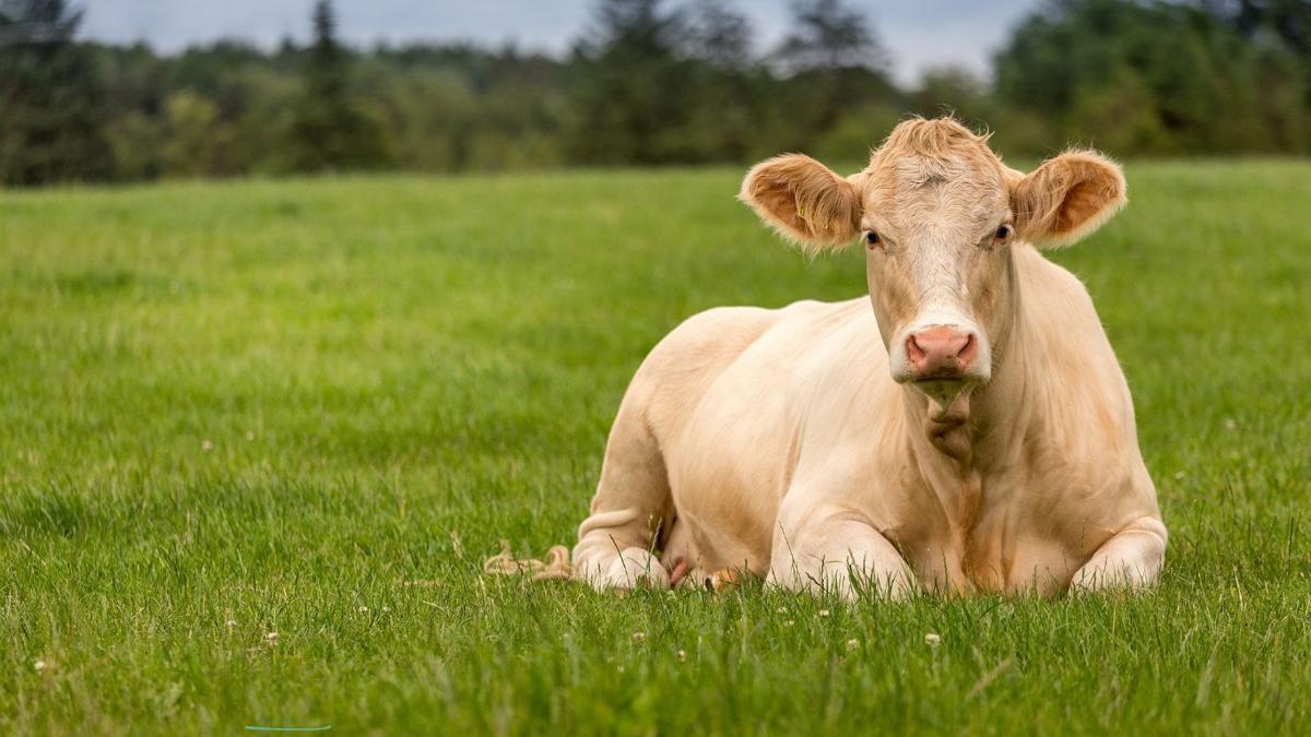 Post-calving the best time to improve cow body condition